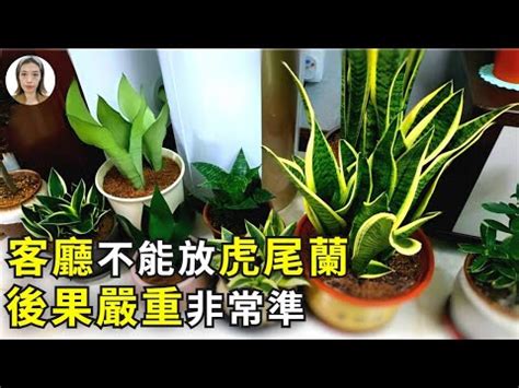 虎尾蘭擺放位置|【虎尾蘭風水】虎尾蘭風水指南：招財旺運、避厄除煞